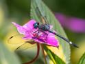 Micrathyria venezuelae (Forest Pond Dasher) male-2.jpg